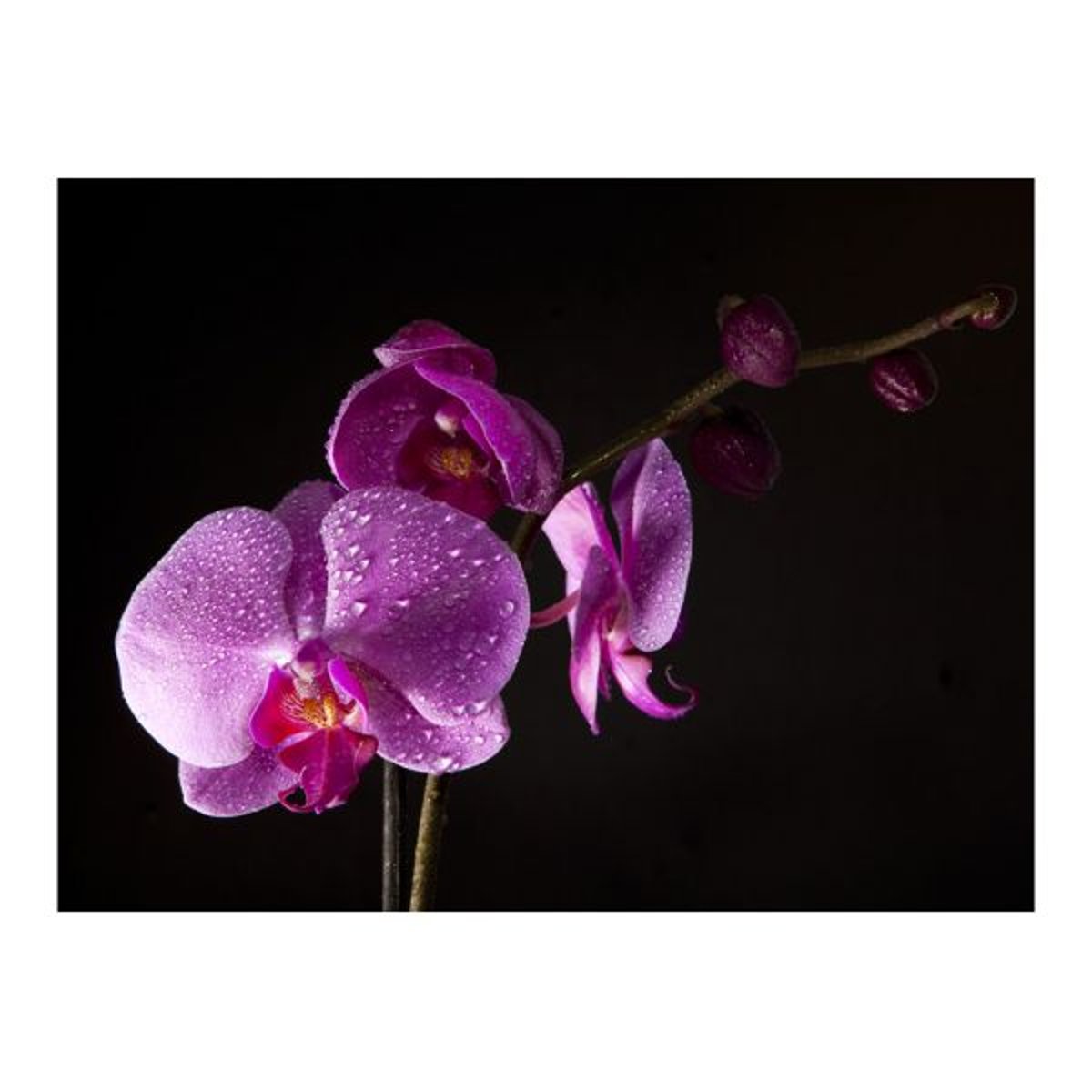 Papier peint intissé panoramique Fleurs de bon goût orchidée violet, EDEN