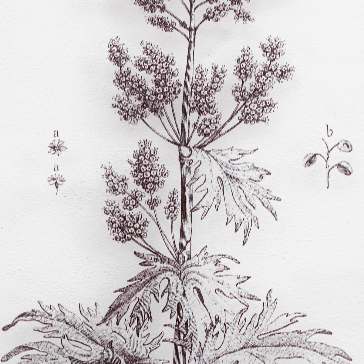 Set of 2 Petiole Art black, ÉDITÉ