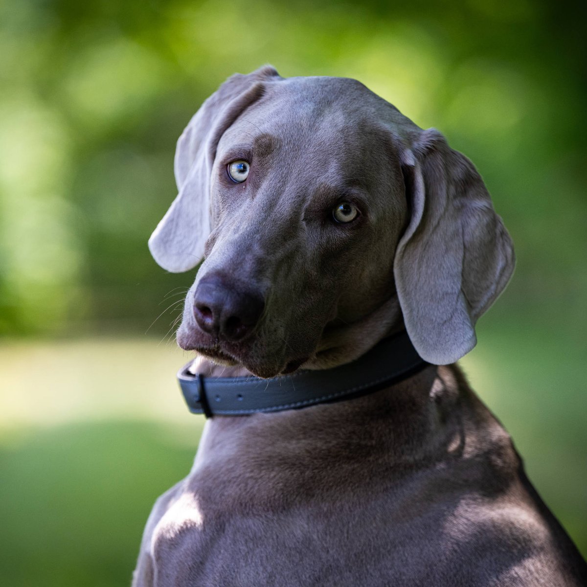 Collier chien en cuir AMICI gris, LABONI