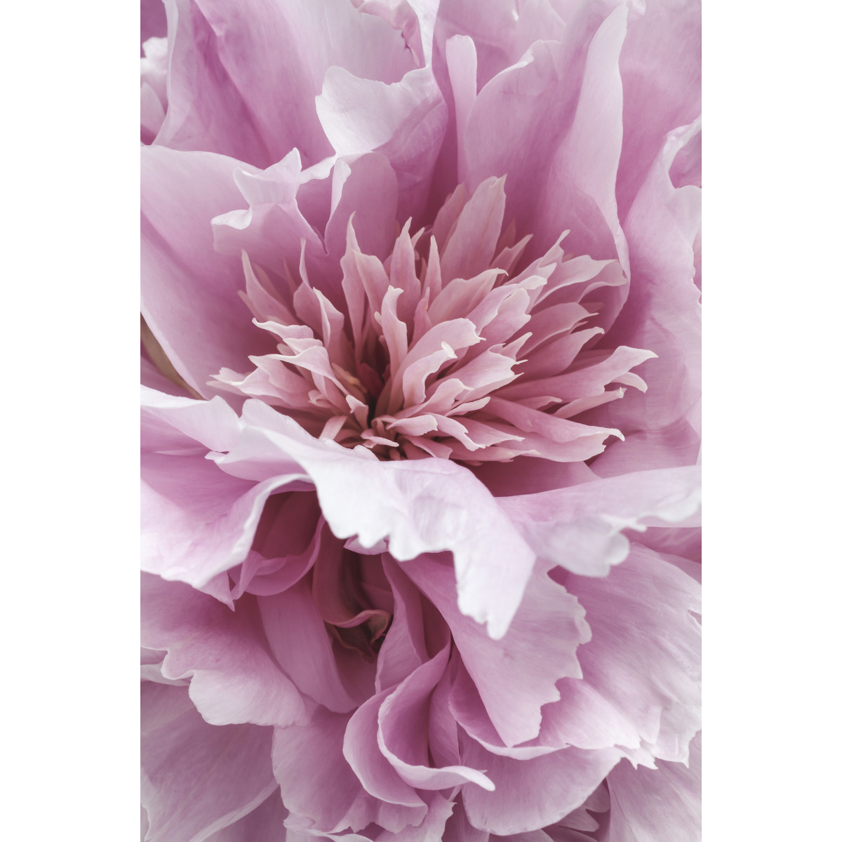 Tableau Sur Toile Focus Floral FLEUR tableaux sur toile-rose, CEANOTHE