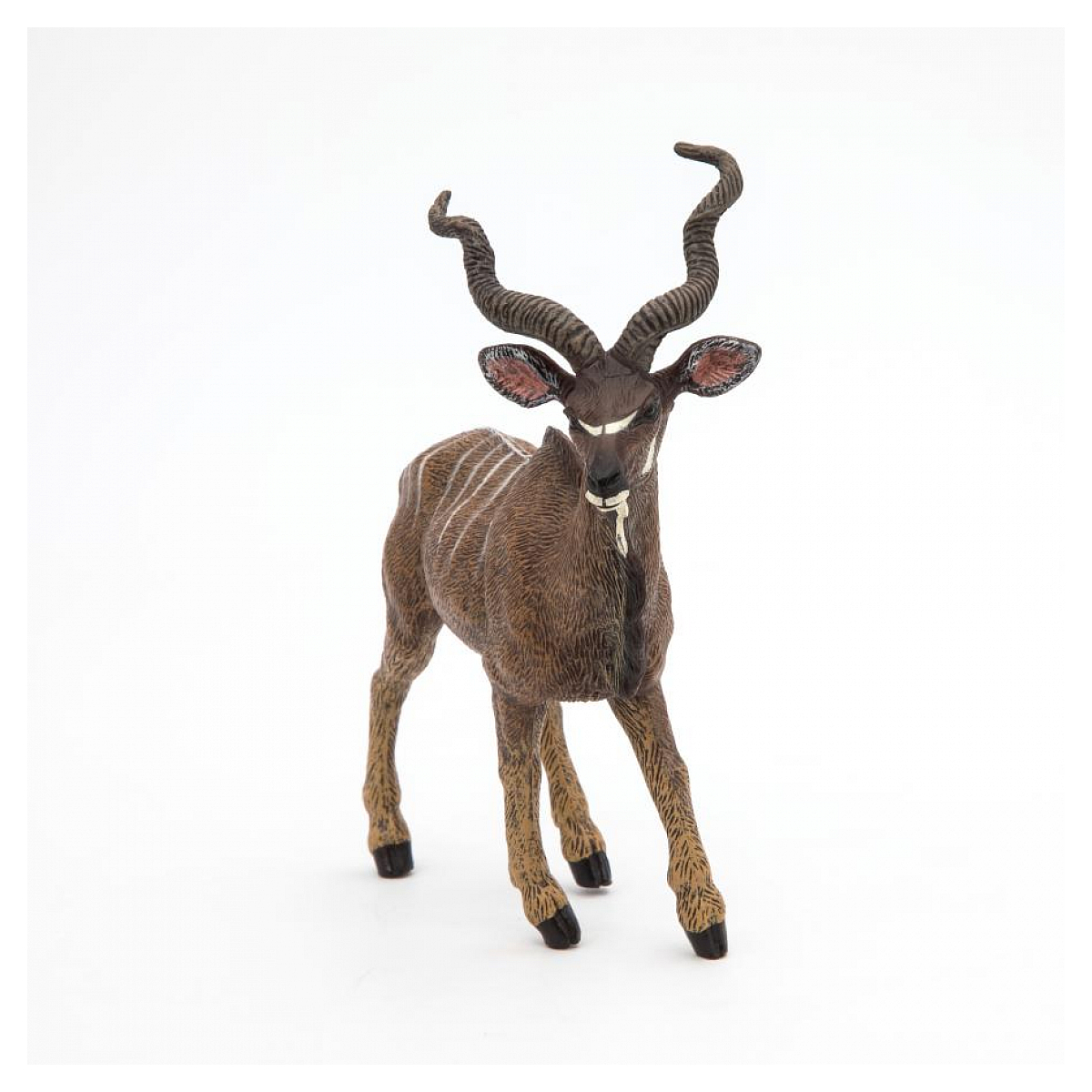 Antilope Koudou marron, PAPO