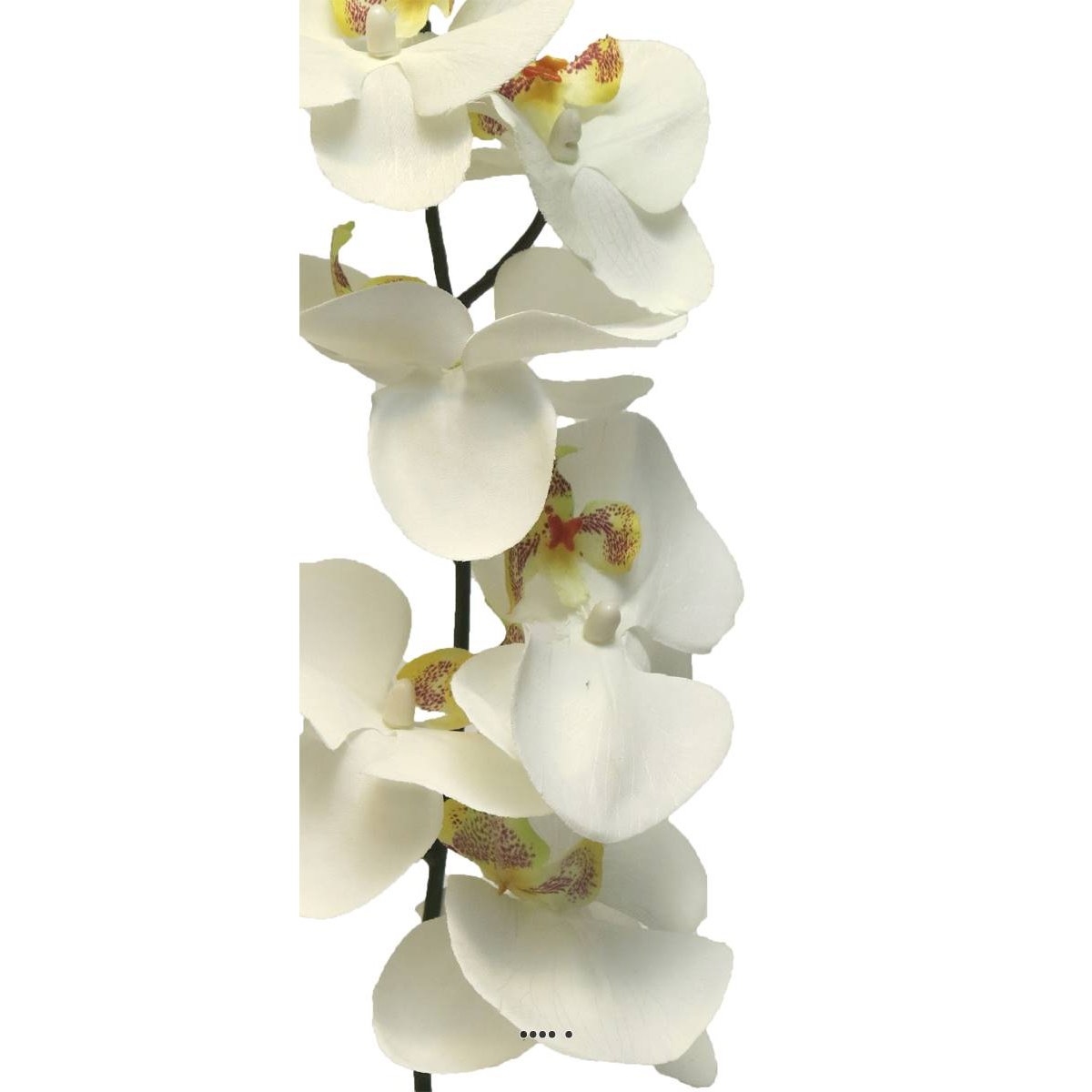 Tige d’orchidée phalaenopsis artificiel crème, ARTIFICIELLES
