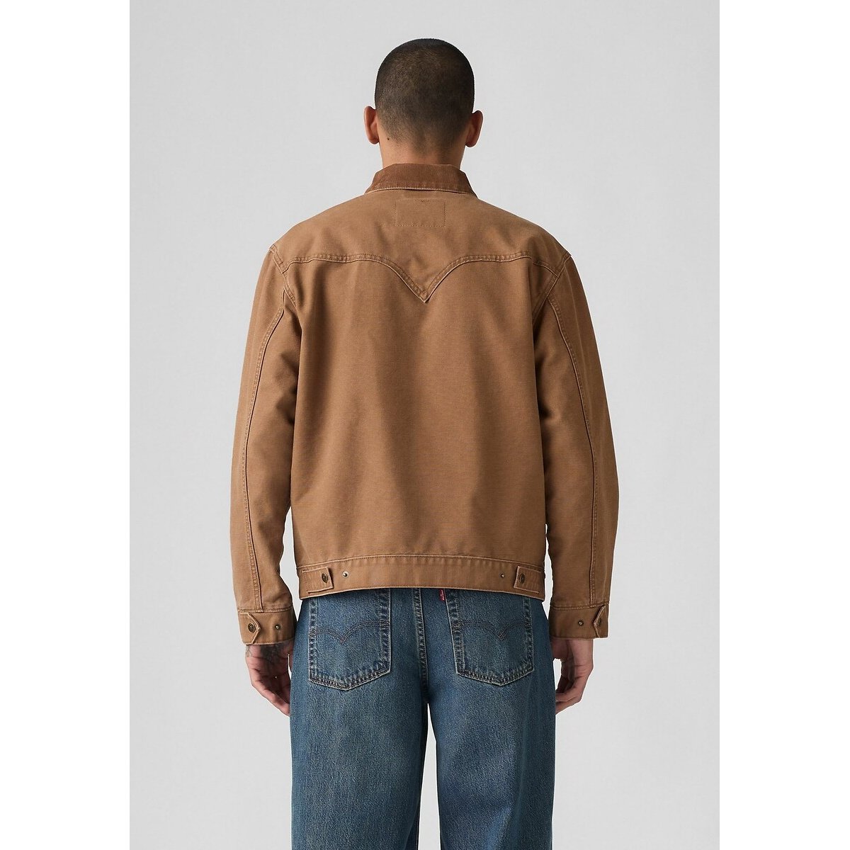 Jasje western shorthorn camel, LEVI'S