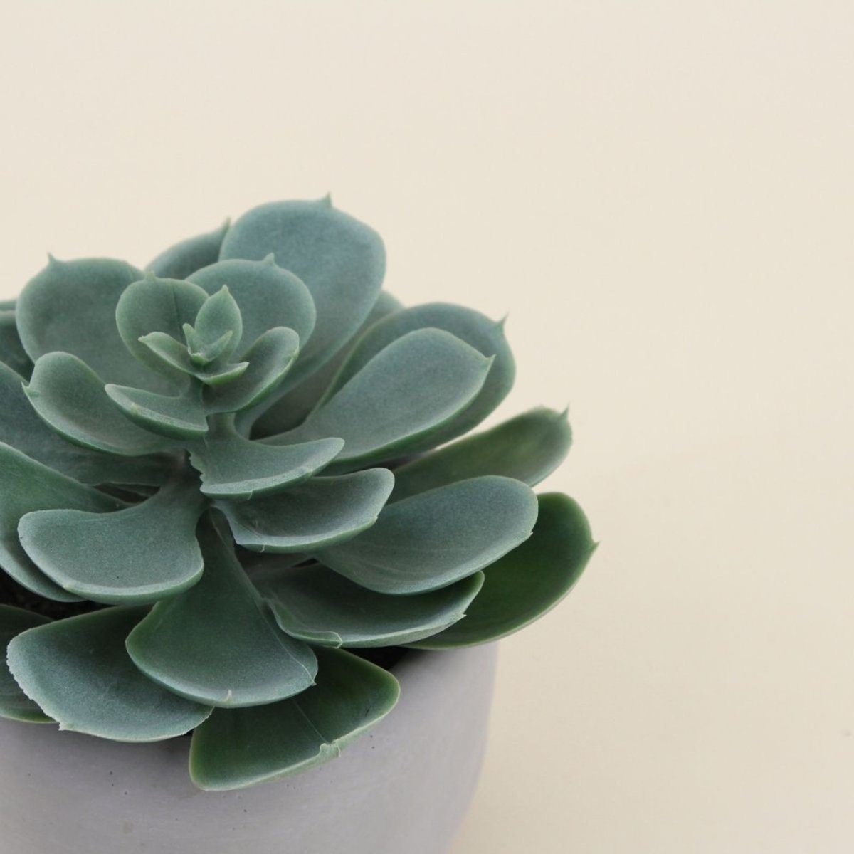 Plante artificielle pot en ciment 12cm blanc, ORNAMI