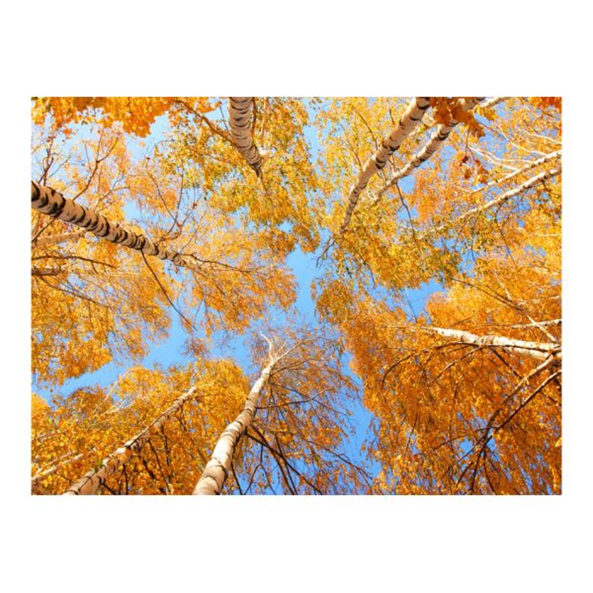 Papier peint intissé panoramique Paysage Arbres d'automne orange / cuivré, EDEN