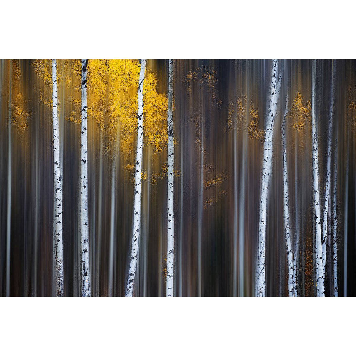 Tableau paysage Rideau d'automne tableau alu dibond, HEXOA