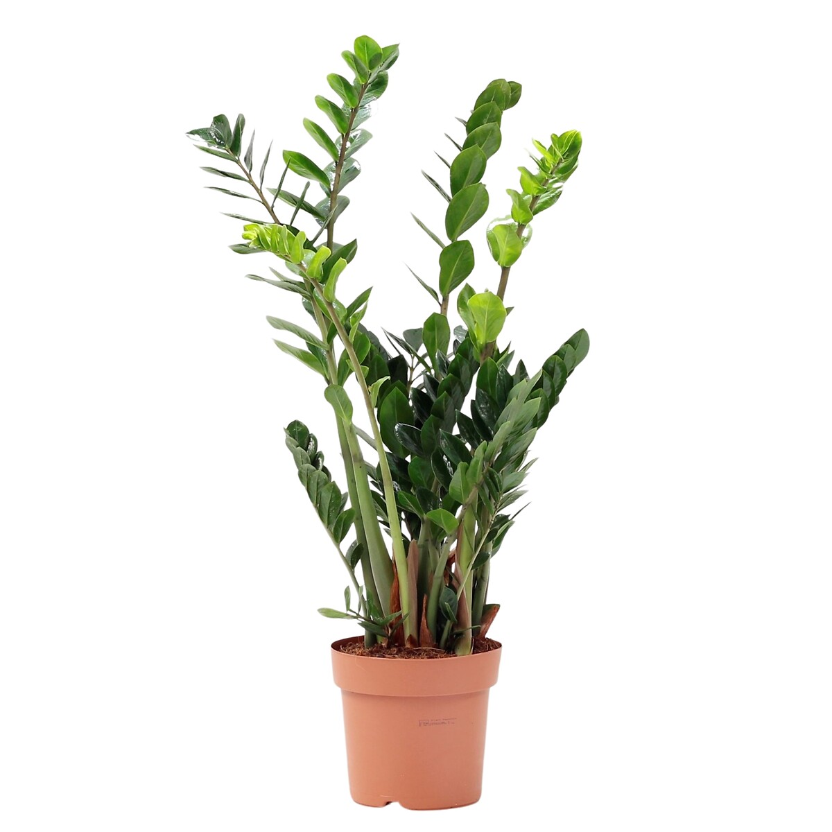 Zamioculca Zamiifolia, BIOMA verde, BIOMA PLANTS