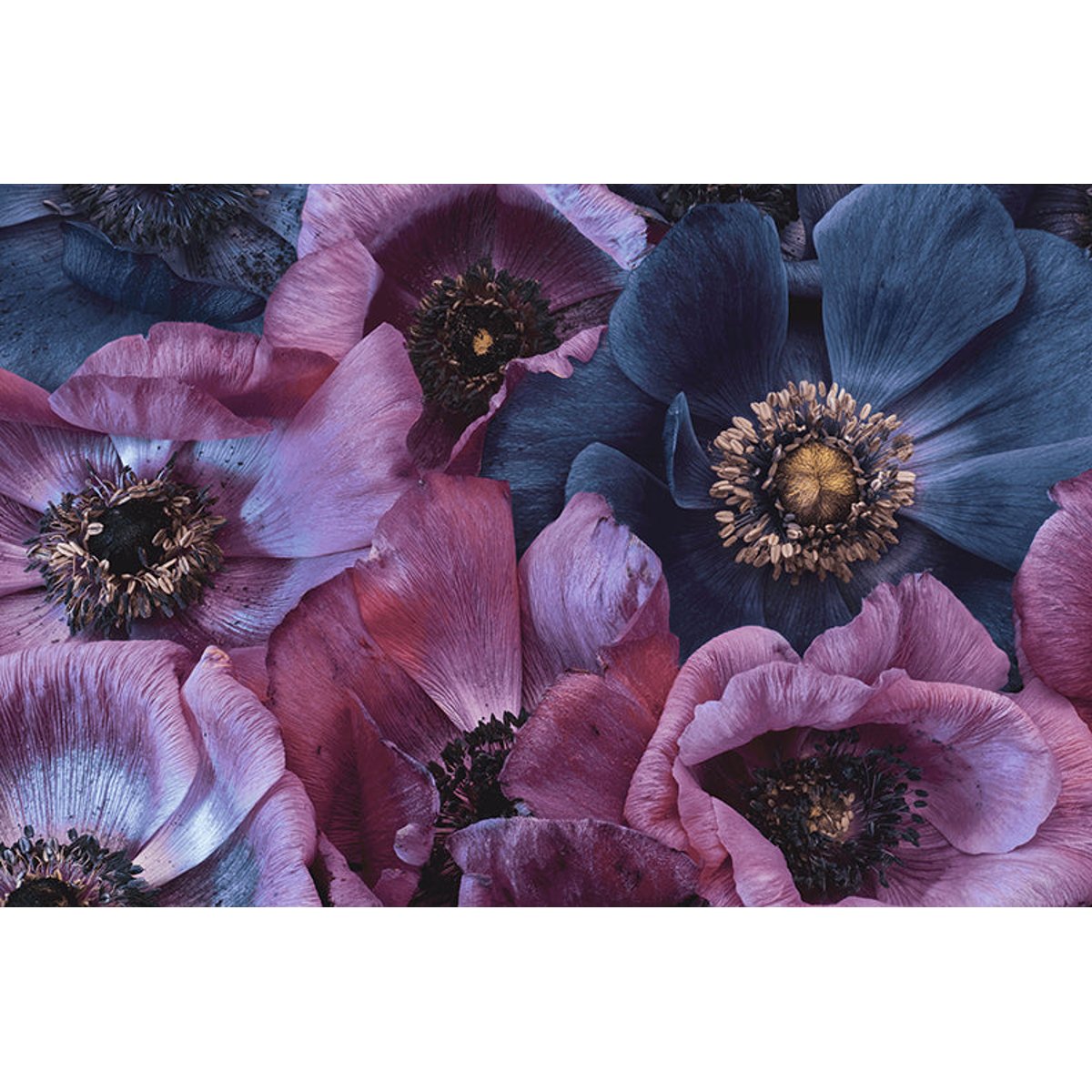 Papier peint panoramique Novalis - motif floral bleu, 432 x 280 cm bleu, LE PAPIERS DE NINON