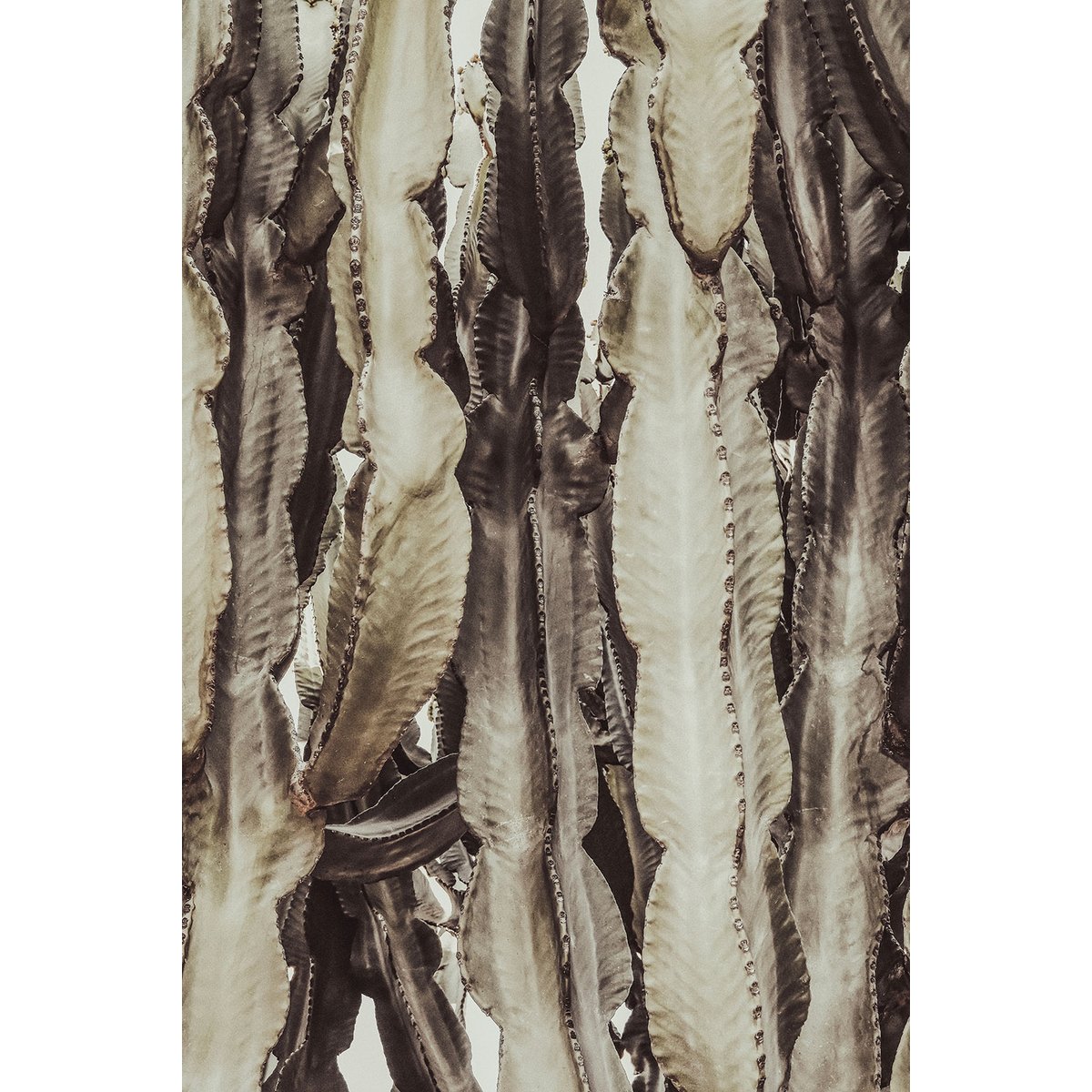 Tableau cactus mood tableau alu dibond, HEXOA