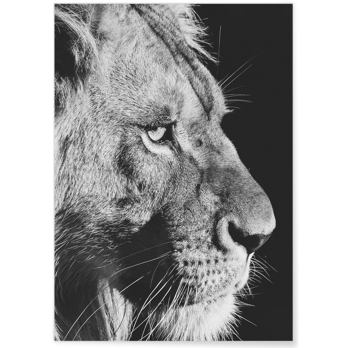 Poster Lion noir et blanc 4 blanc, L'AFFICHERIE