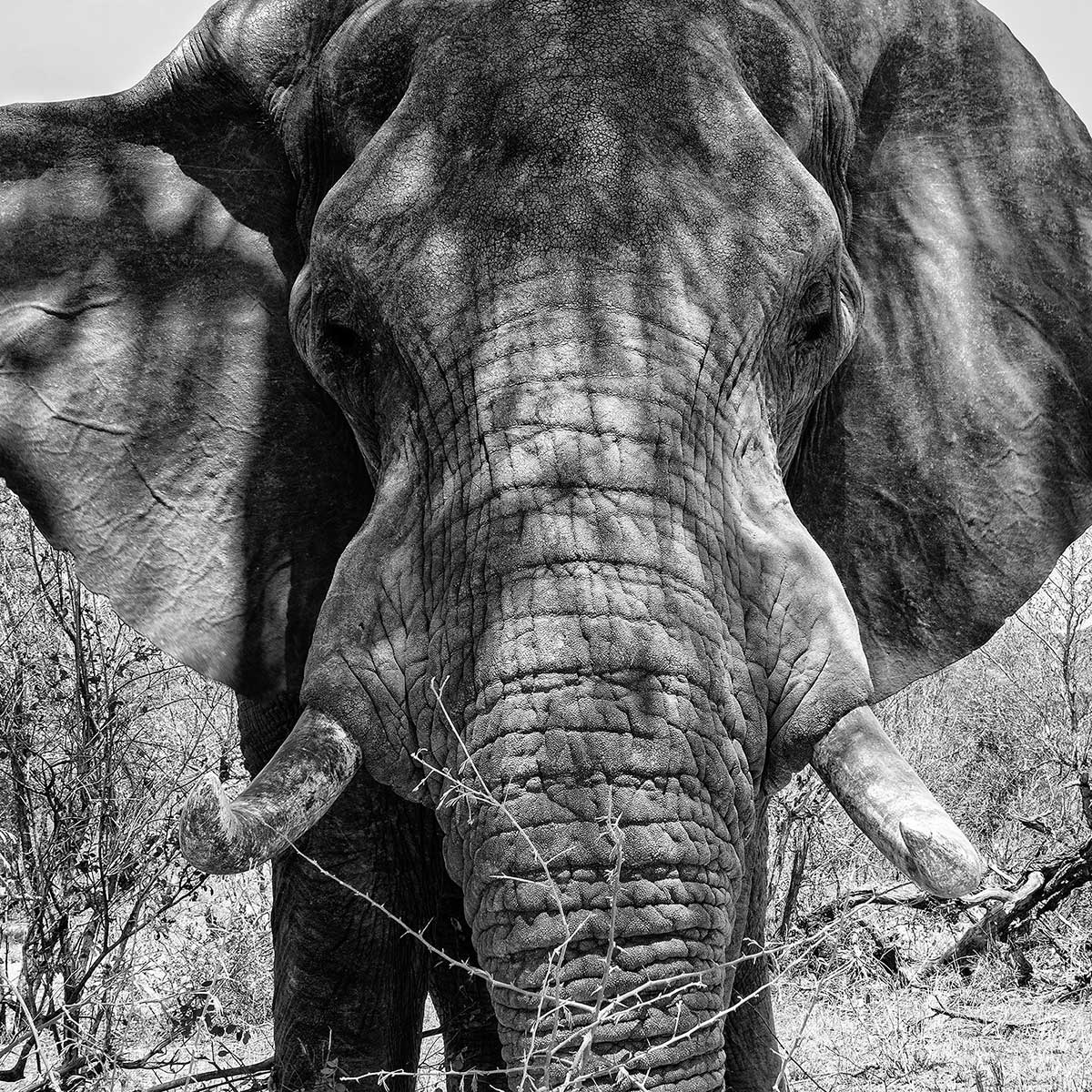Poster éléphant d'afrique affiche + cadre en bois - noir, HEXOA