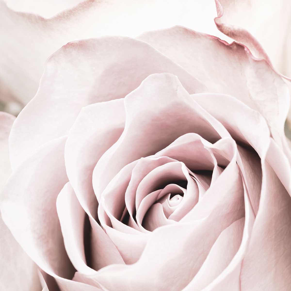 Affiche  rosa romantica affiche + cadre en bois - noir, HEXOA