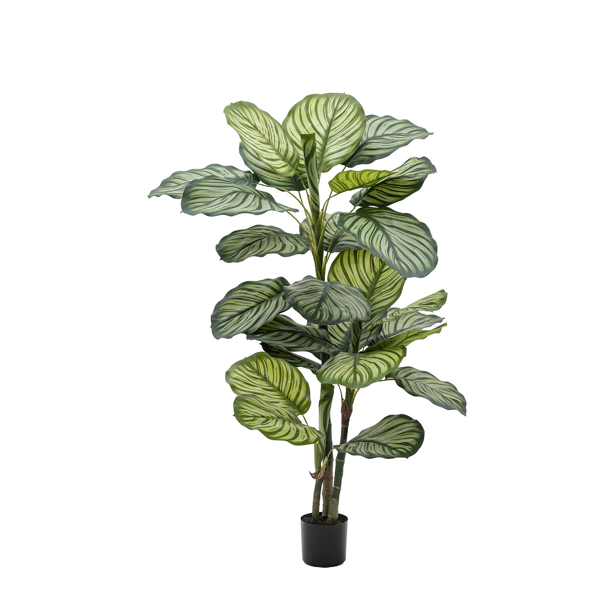 4ft Potted Calathea Leaf Tree green, ÉDITÉ