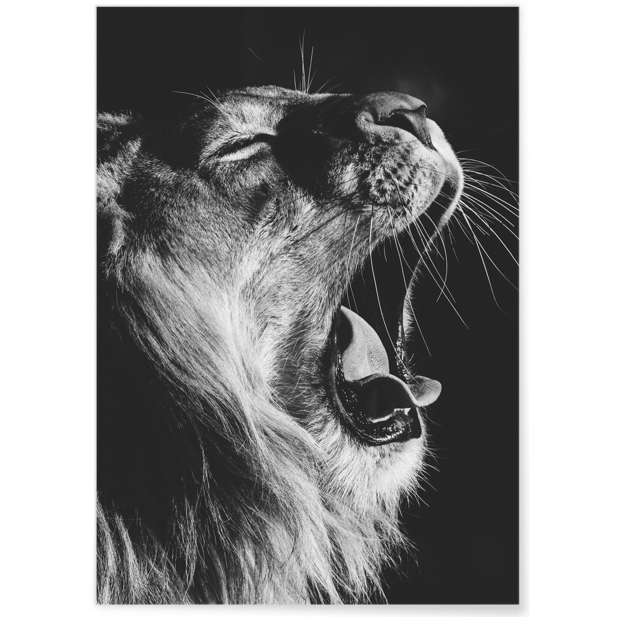 Poster Lion noir et blanc 2 blanc, L'AFFICHERIE
