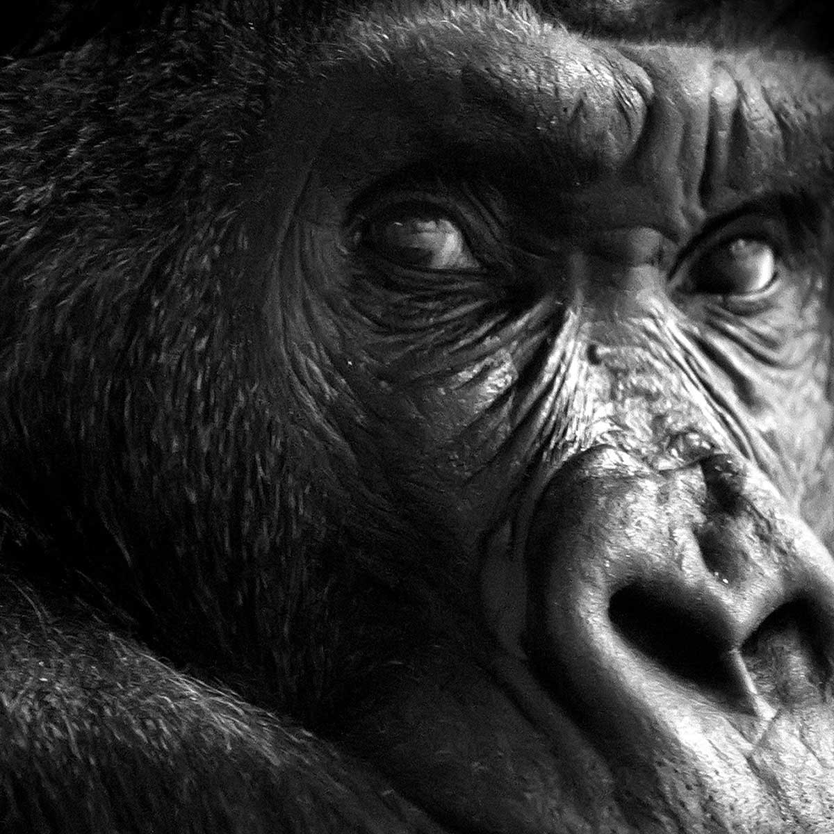Affiche encadrée portrait de gorille en noir et blanc affiche + cadre en métal - noir, HEXOA