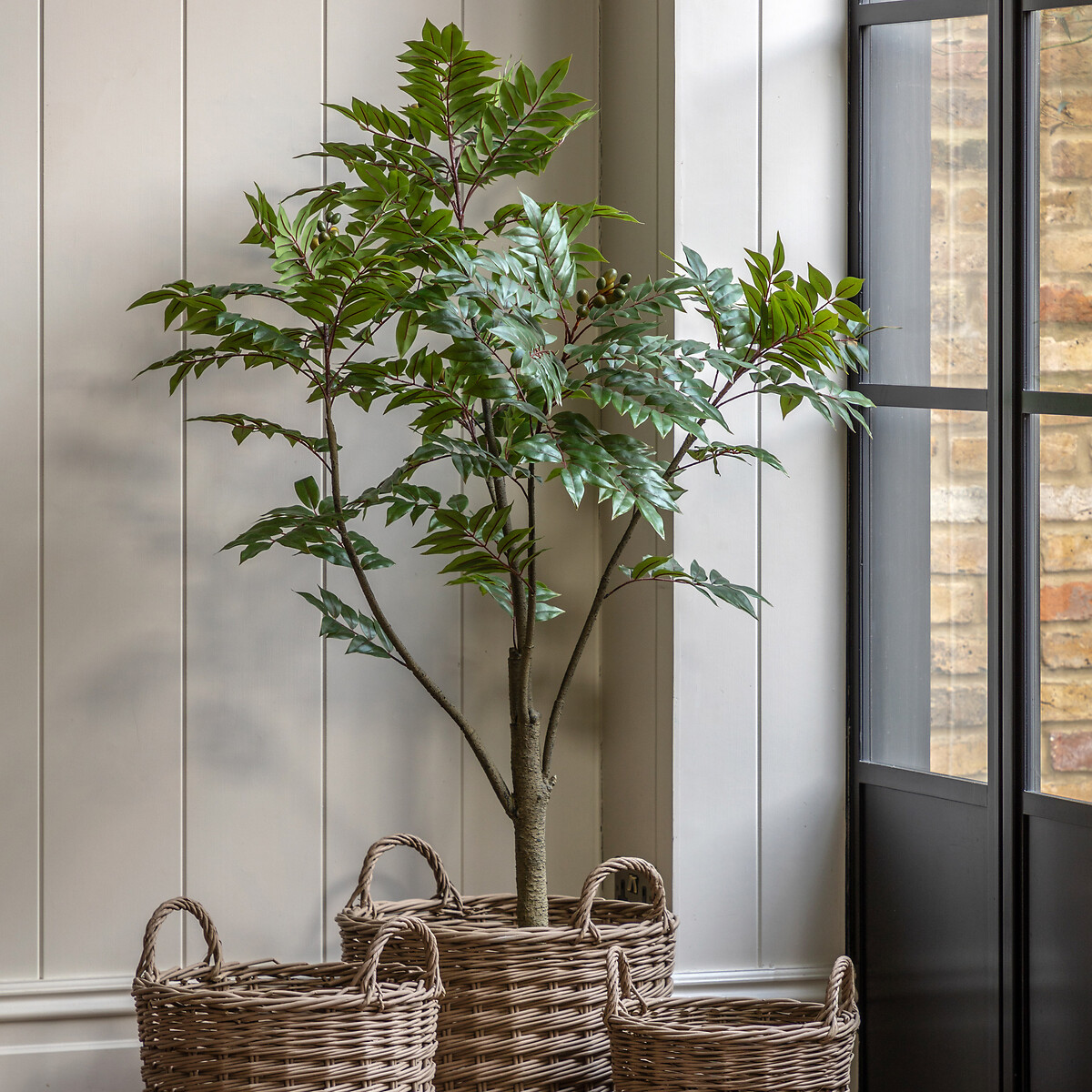 5ft Potted Chinese White Olive Tree green, ÉDITÉ