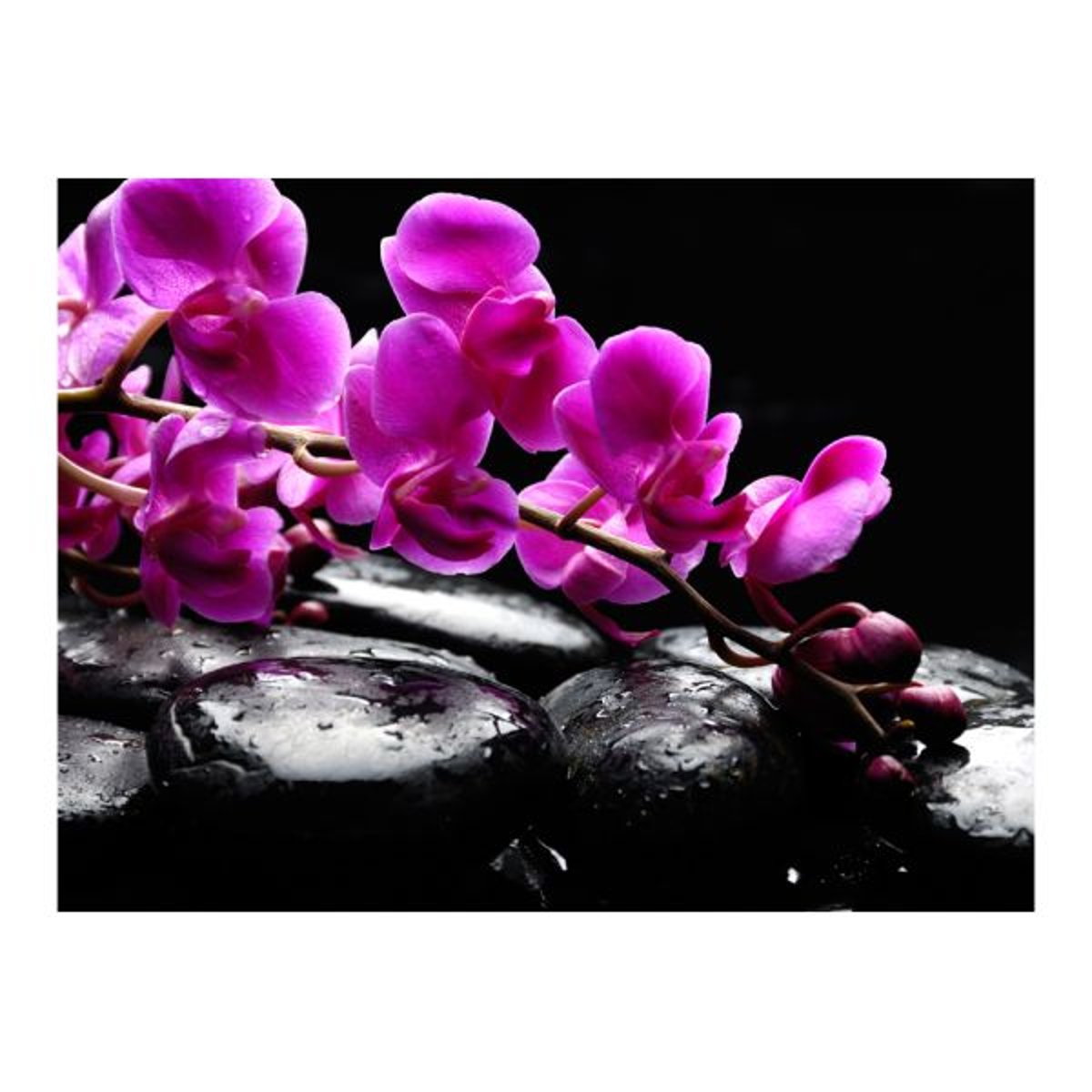 Papier peint intissé panoramique Fleurs Moment de détente : orchidée et pierres zen noir, EDEN