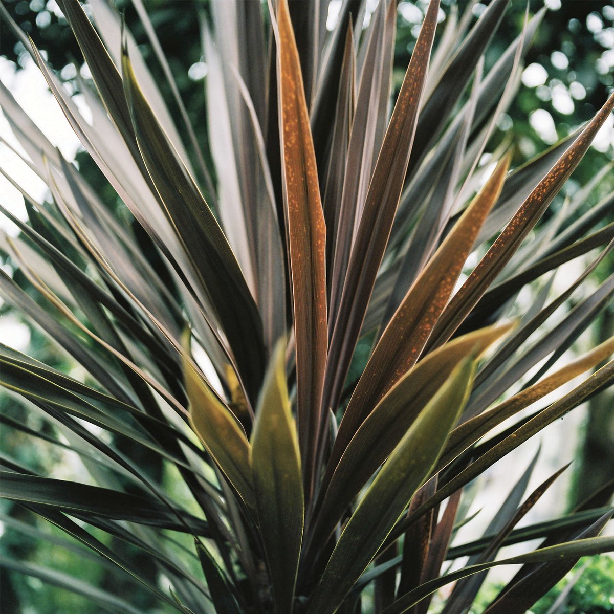 Tableau fleur de yucca et forêt tropicale tableau alu dibond, HEXOA