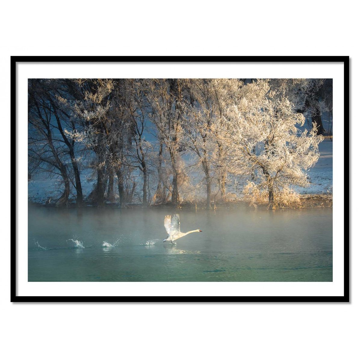 Affiche d'art - Spirit of a swan - C.Mei affiche d'art, WALL EDITIONS
