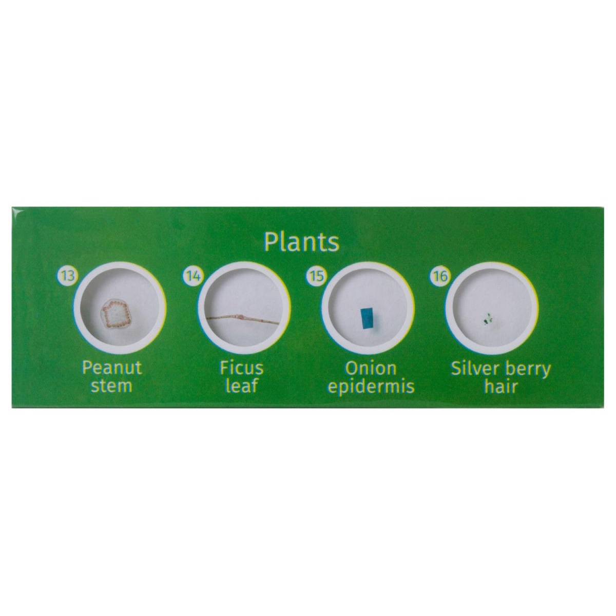 Lames pour microscopes Levenhuk LabZZ P Plantes couleur unique, LABZZ
