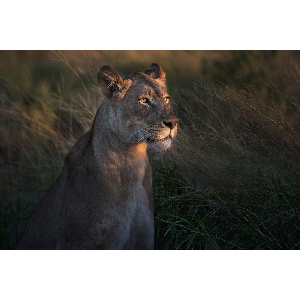 Tableau Lionne au crepuscule tableau alu dibond, HEXOA