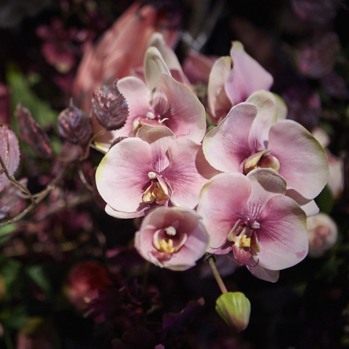 Tige d'orchidée phalaenopsis artificielle H87 fuchsia, SIA DECO