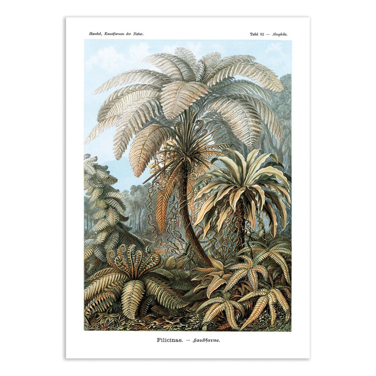 Affiche d'art - Filicinae, 1899 couleur unique, WALL EDITIONS