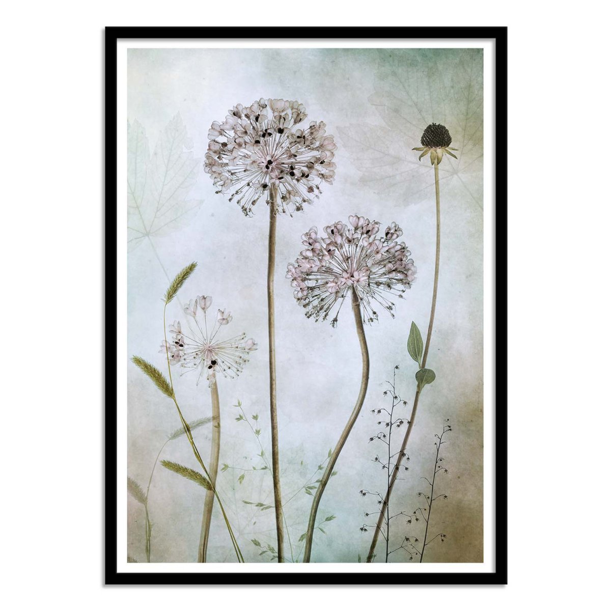 Affiche d'art - Allium - Mandy Disher couleur unique, WALL EDITIONS