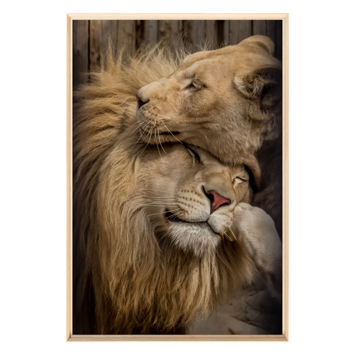Tableau Mural Encadré Couple De Lions Tendresse ANIMAUX tableaux encadrés, CEANOTHE