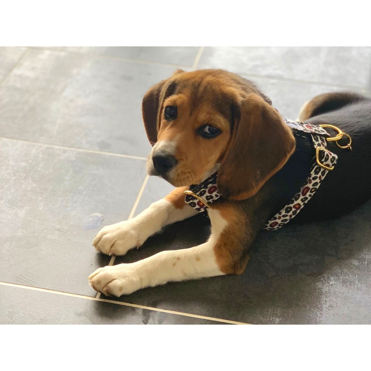 Harnais pour chien WILD WILD WOUF motif léopard, FRENCH BANDIT