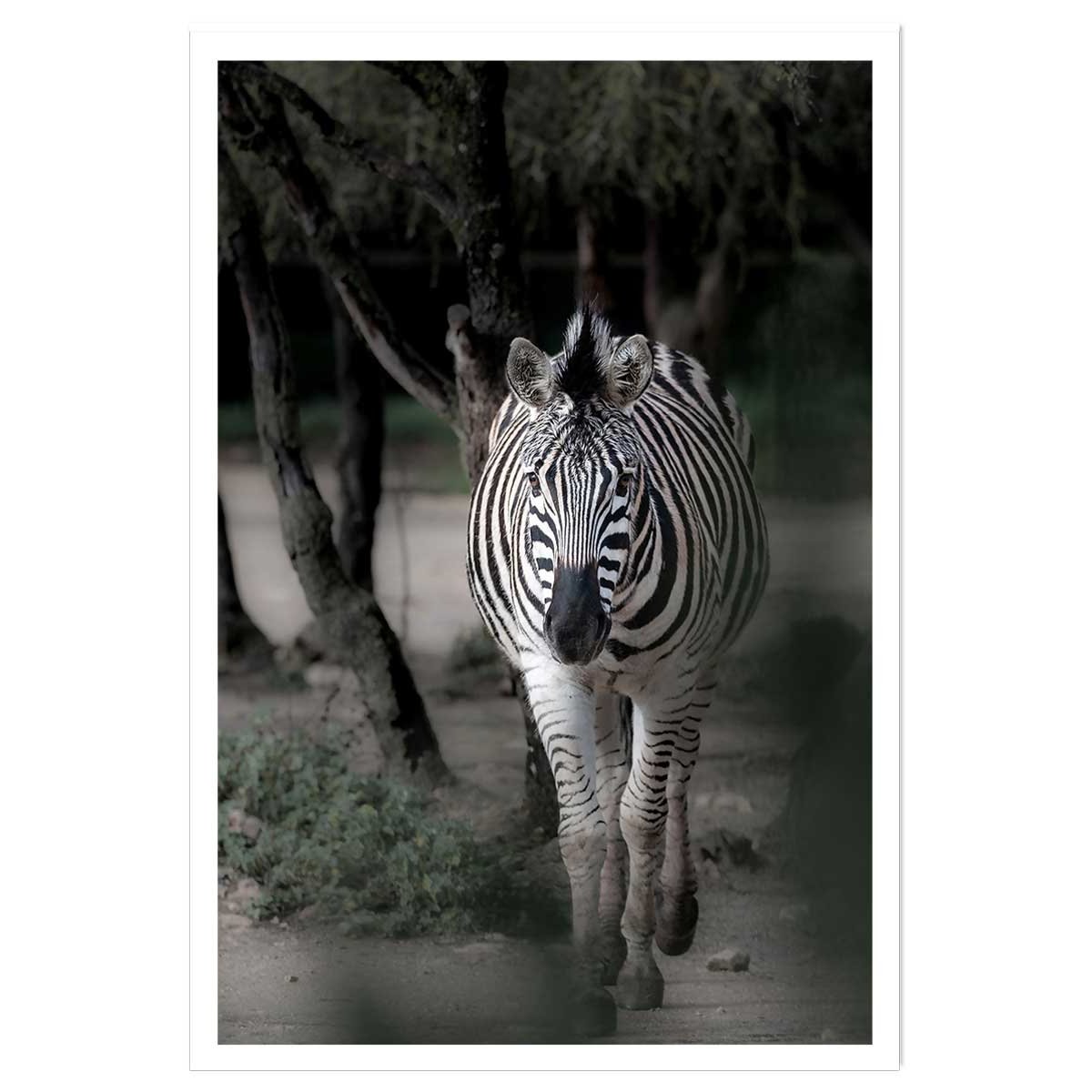 Affiche animaux zèbre en balade affiche seule, HEXOA