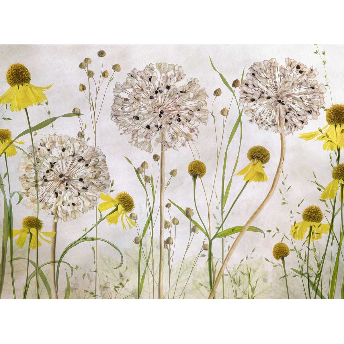 Papier peint alliums et héléniums intissé, HEXOA