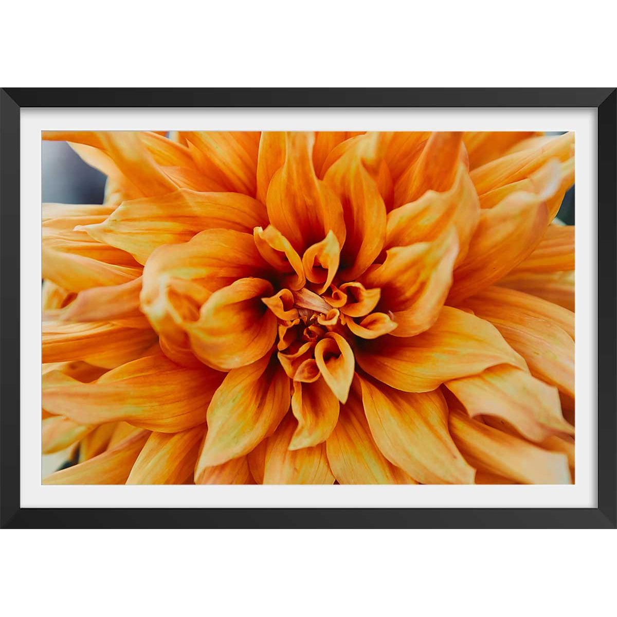 Affiche fleurs coeur de chrysanthème affiche + cadre en bois - noir, HEXOA
