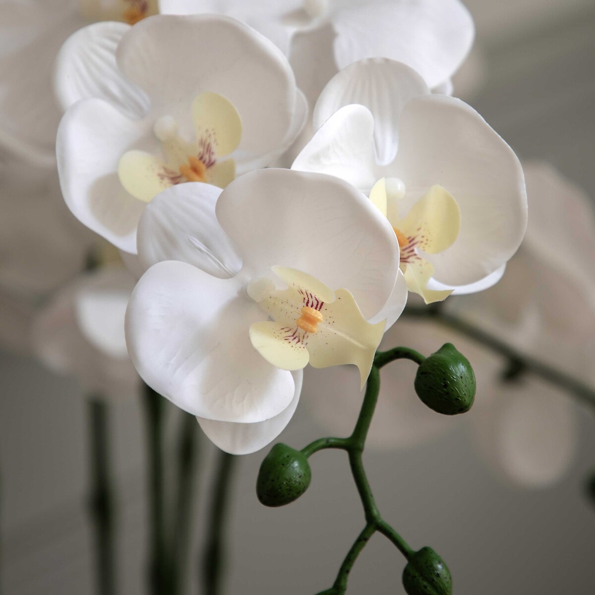 65cm Oversized Orchid Plant in Cement Pot white, ÉDITÉ