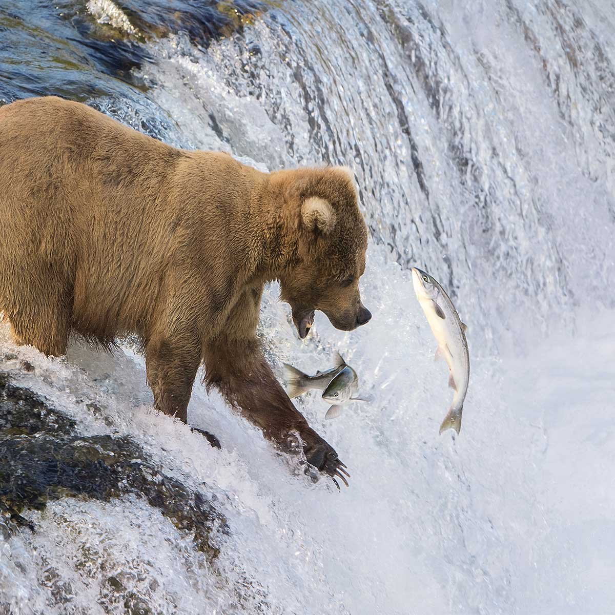 Tableau Un ours pêche sur le bord tableau alu dibond, HEXOA