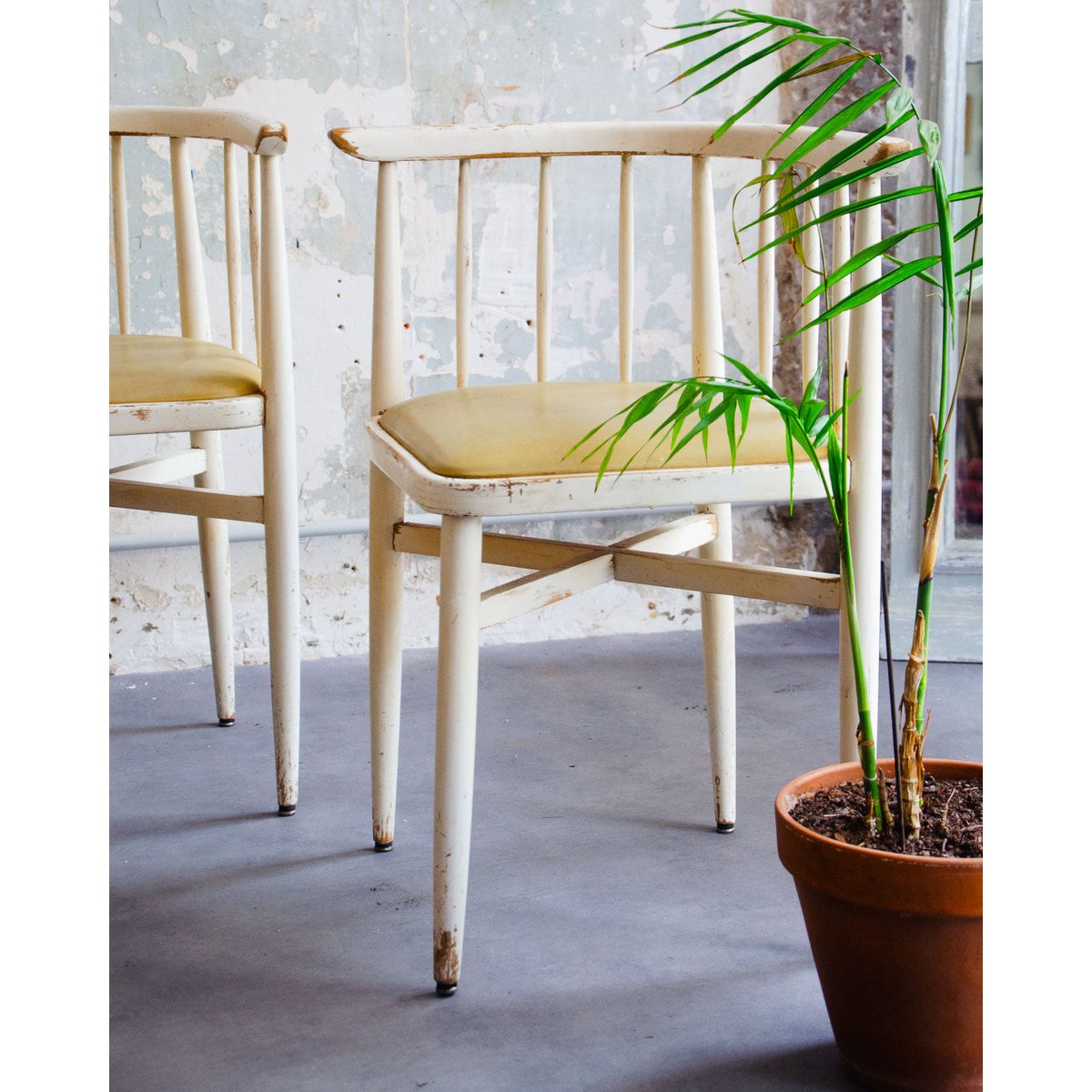 Lot de 4 chaises courbées Claude N°1251 - Bon état bois clair, DEBONGOUT
