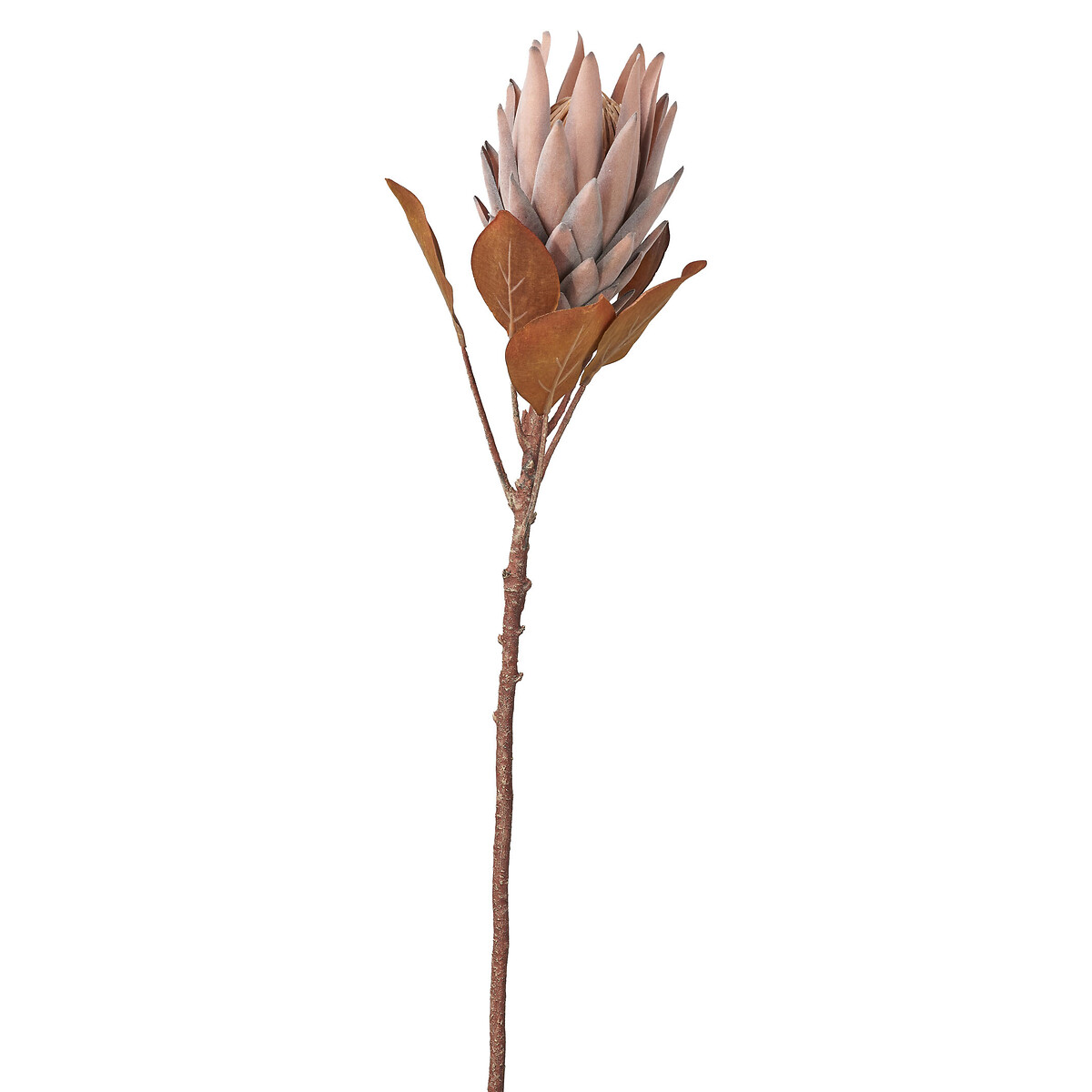 Mulberry Brown Dried Flower Bunch brown , SO'HOME