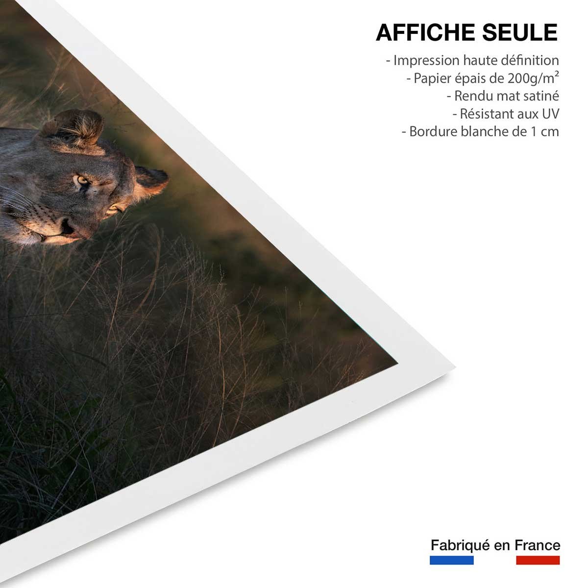 Affiche Lionne au crepuscule... affiche seule, HEXOA