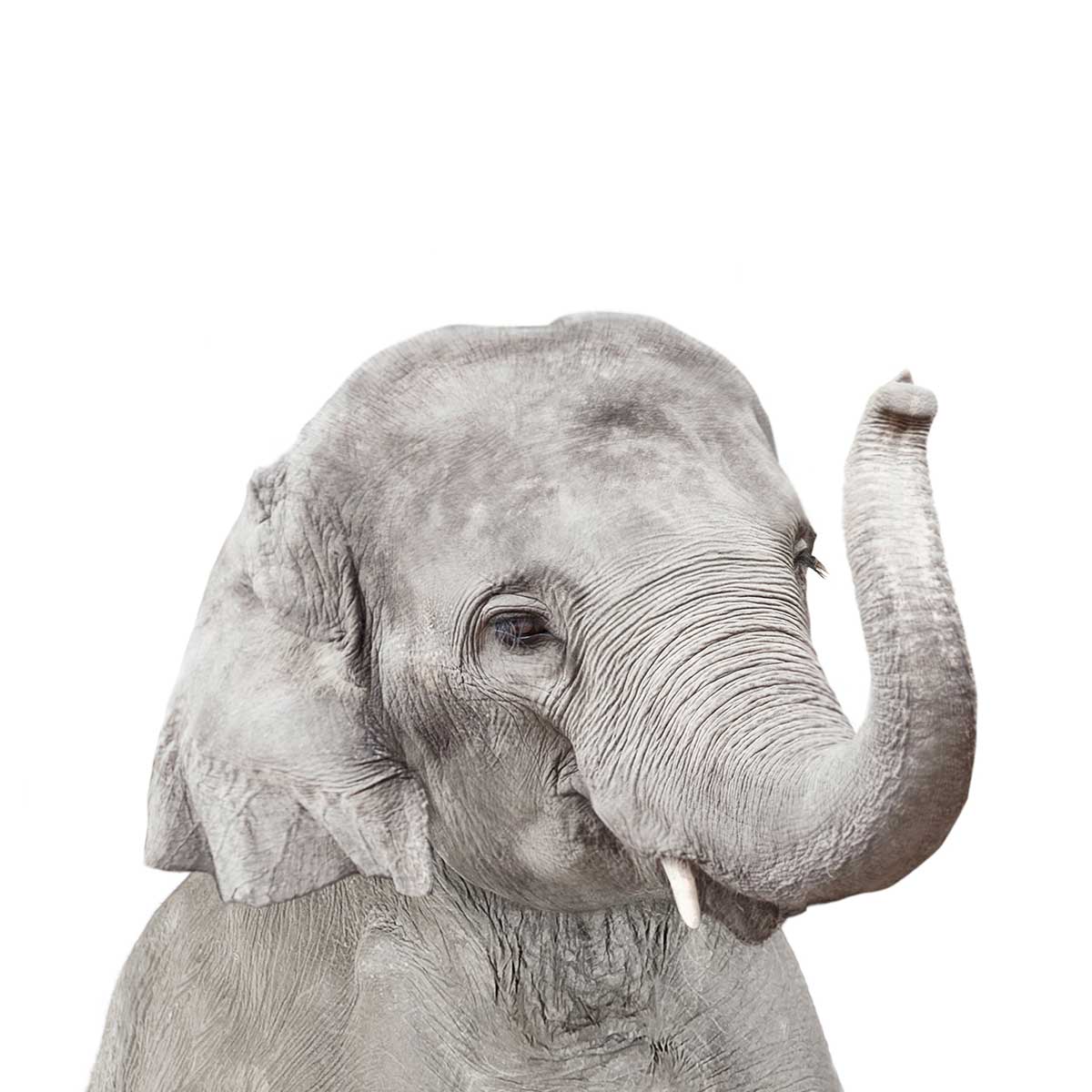 Affiche enfant bébé élephant affiche seule, HEXOA