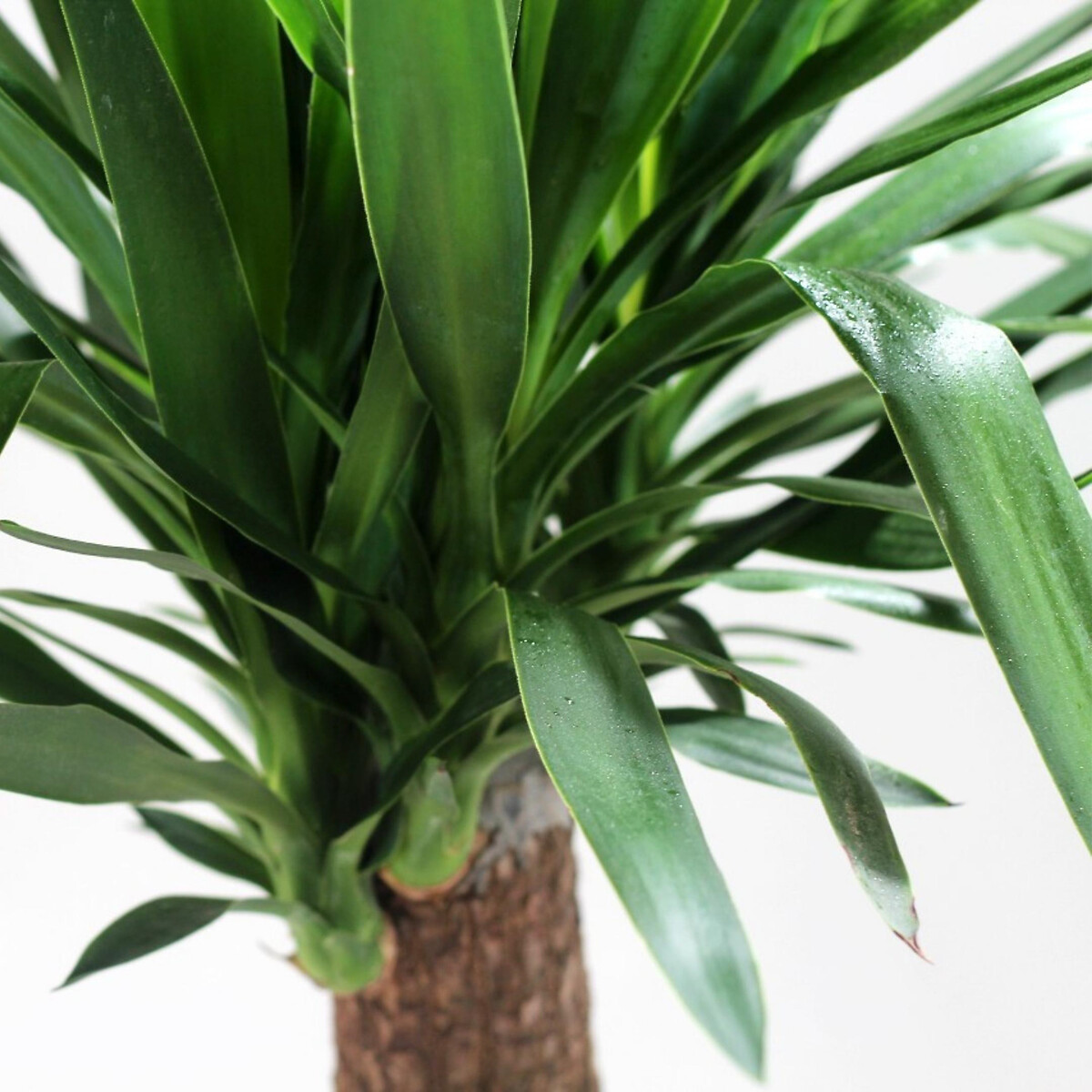 Planta Yucca gigante, BIOMA verde, BIOMA PLANTS