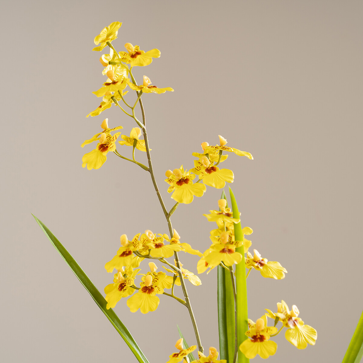 58.5cm Yellow Orchid in Cement Pot yellow, SO'HOME