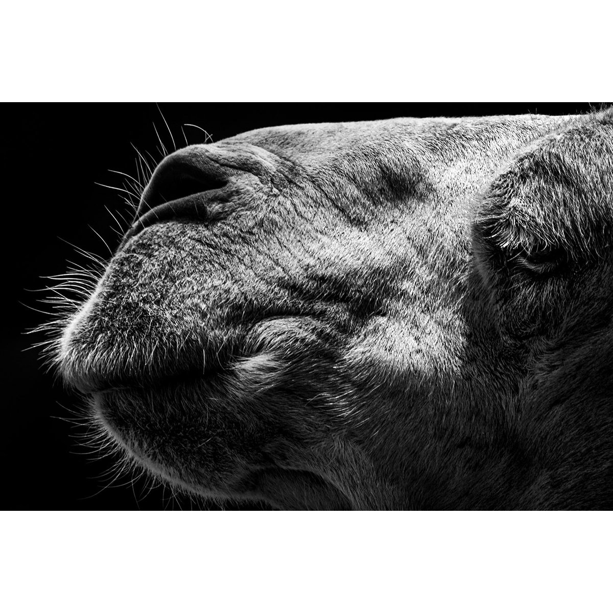 Tableau animaux Portrait de chameau tableau alu dibond, HEXOA