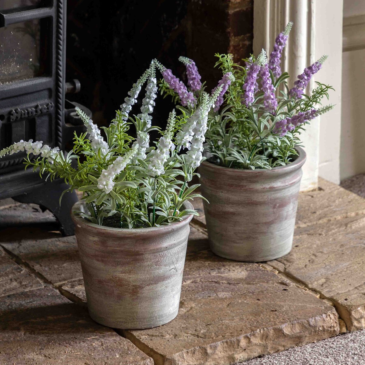 30cm Potted Rustic White Lavendar in Terracotta Pot purple, ÉDITÉ
