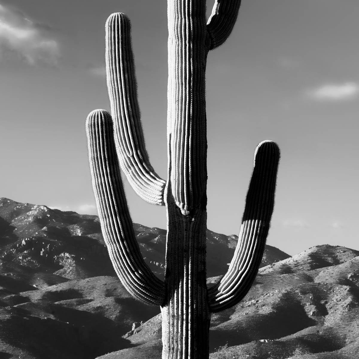 Papier peint jungle cactus desert n&b intissé, HEXOA