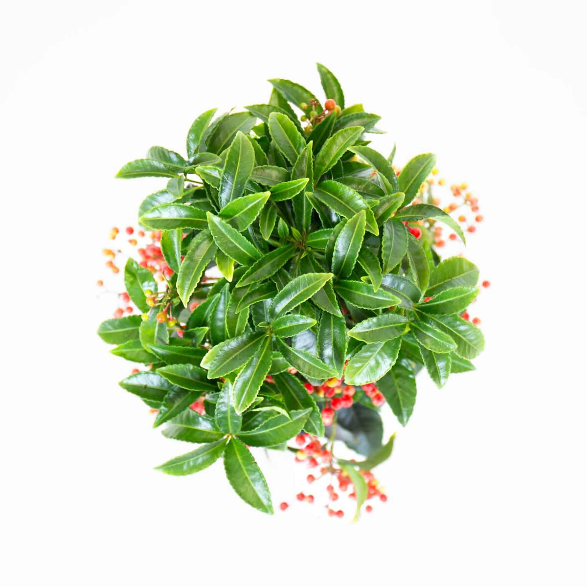 Planta Ardisia Crenata, BIOMA verde, BIOMA PLANTS