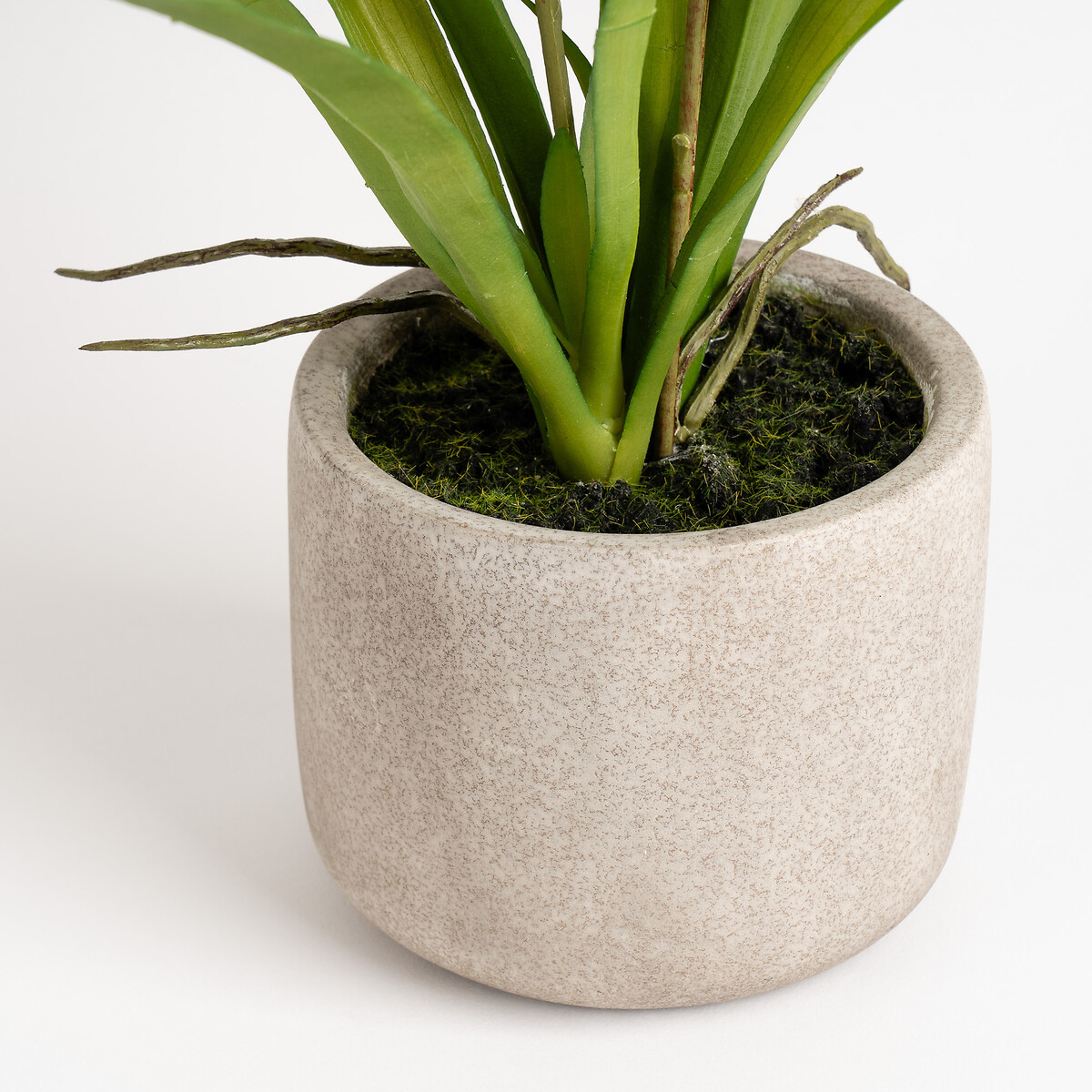 58.5cm Yellow Orchid in Cement Pot yellow, SO'HOME