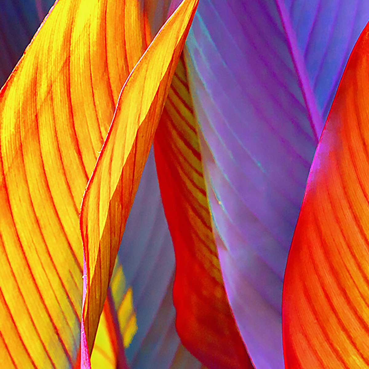 Affiche encadrée feuillage tropical aux couleurs vives affiche + cadre en métal - noir, HEXOA