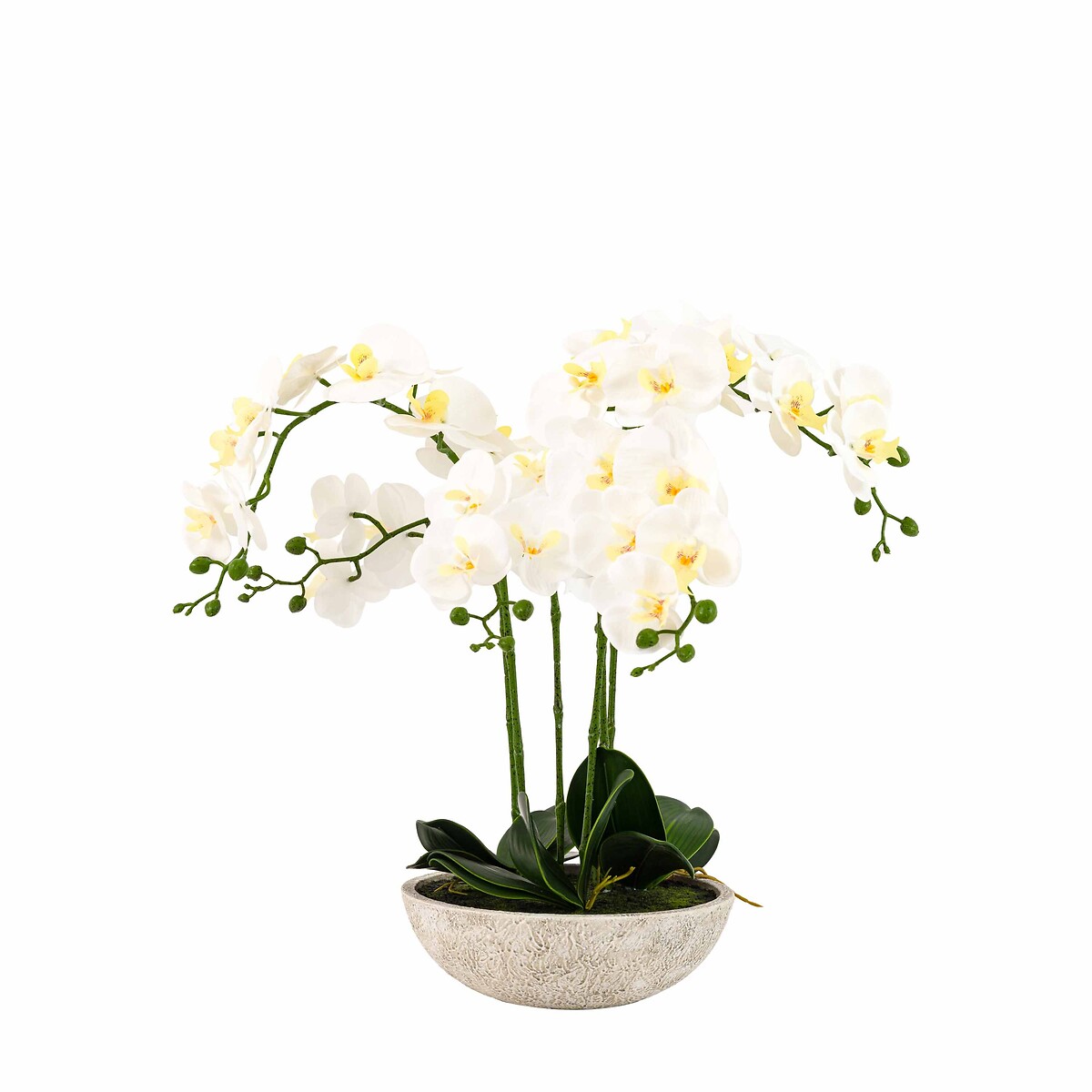 65cm Oversized Orchid Plant in Cement Pot white, ÉDITÉ