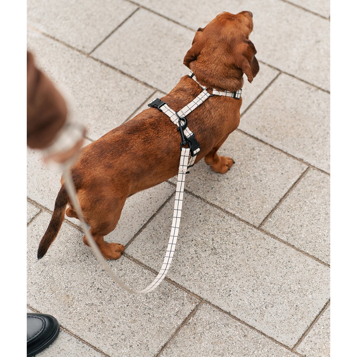 Laisse PET recyclé linéaire design, JUNO beige, CAFIDE