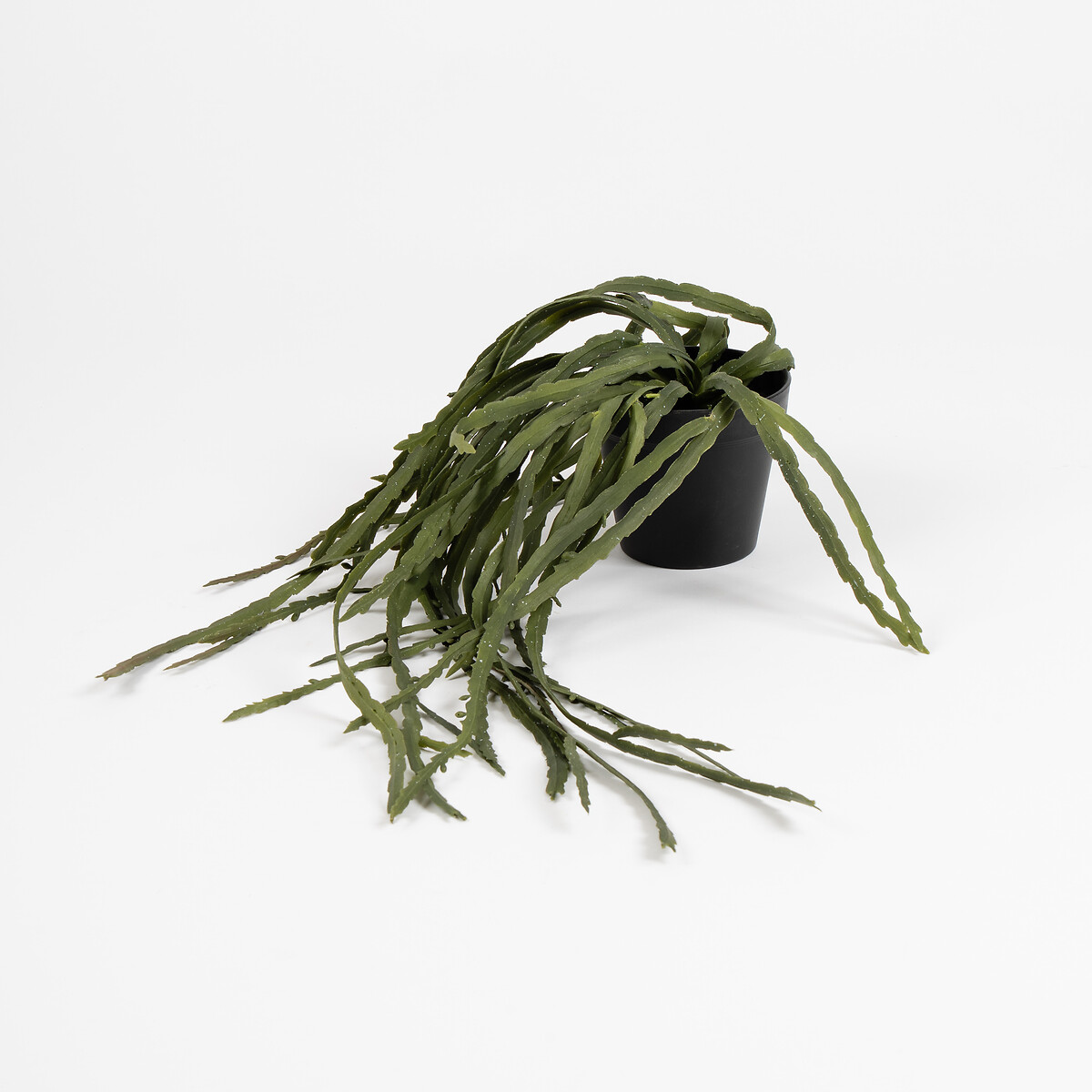 99cm Trailing Rhipsalis Paradox Cactus in Pot green, SO'HOME